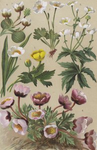 Flore alpine